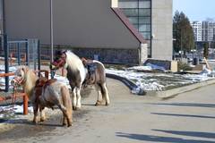 Plimbări cu poneii la Zoo Braşov